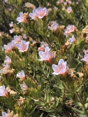 Lobostemon fruticosus