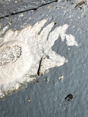 Microcrambus biguttellus