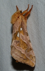 Sthenopis purpurascens