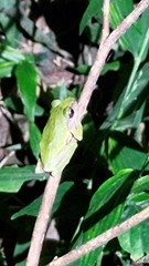 Kurixalus eiffingeri