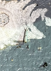 Microcrambus biguttellus