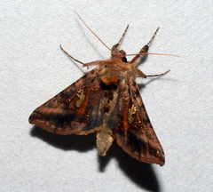 Autographa bimaculata