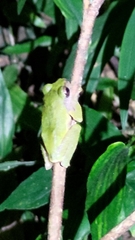 Kurixalus eiffingeri