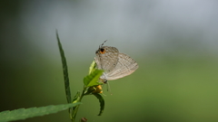 Catochrysops
