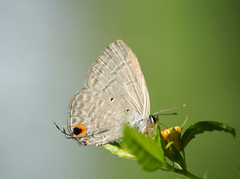 Catochrysops