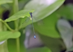 Caconeura ramburi