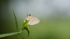 Catochrysops