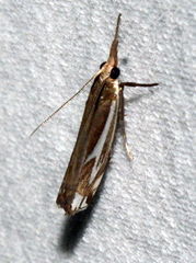 Crambus bidens