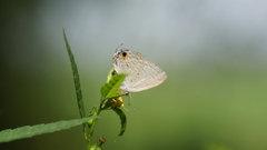 Catochrysops