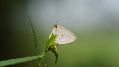 Catochrysops