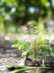 Biophytum sensitivum