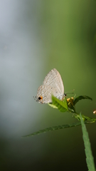 Catochrysops