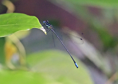 Caconeura ramburi