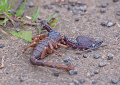 Scorpionidae