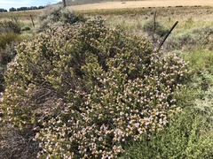 Lobostemon fruticosus