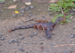 Scorpionidae