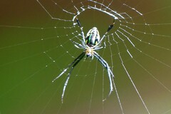 Leucauge tessellata
