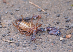 Scorpionidae