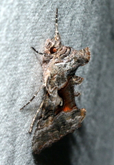 Syngrapha epigaea