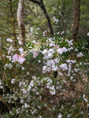 Boronia floribunda