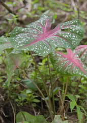 Caladium bicolor
