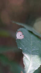 Neopithecops zalmora