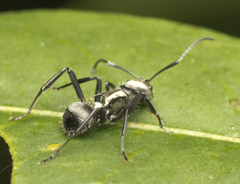 Polyrhachis daemeli