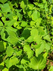 Mesosphaerum suaveolens