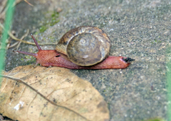 Ariophanta exilis