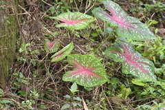 Caladium bicolor