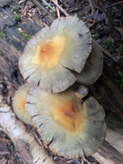 Hypholoma capnoides