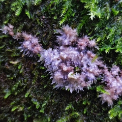 Phlebia centrifuga
