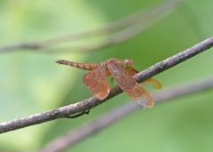 Neurothemis fulvia