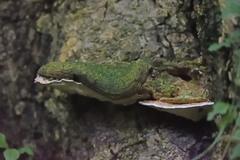 Microporus xanthopus