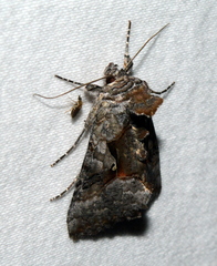 Syngrapha epigaea