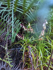 Dracophyllum secundum