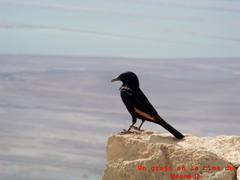 Onychognathus tristramii