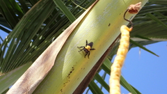 Hyperechia bomboides