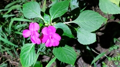 Impatiens walleriana
