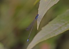 Caconeura ramburi