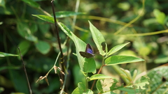 Arhopala