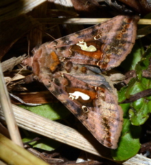 Autographa bimaculata