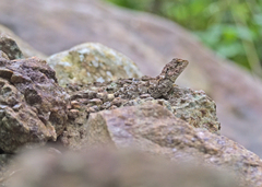 Psammophilus dorsalis