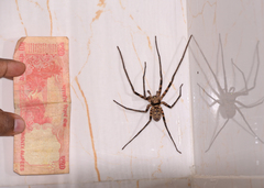 Heteropoda venatoria