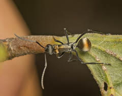 Polyrhachis ammon