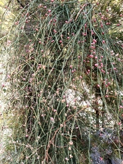 Ephedra foeminea