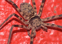 Heteropoda venatoria