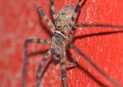 Heteropoda venatoria