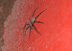 Heteropoda venatoria