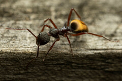 Dolichoderus extensispinus